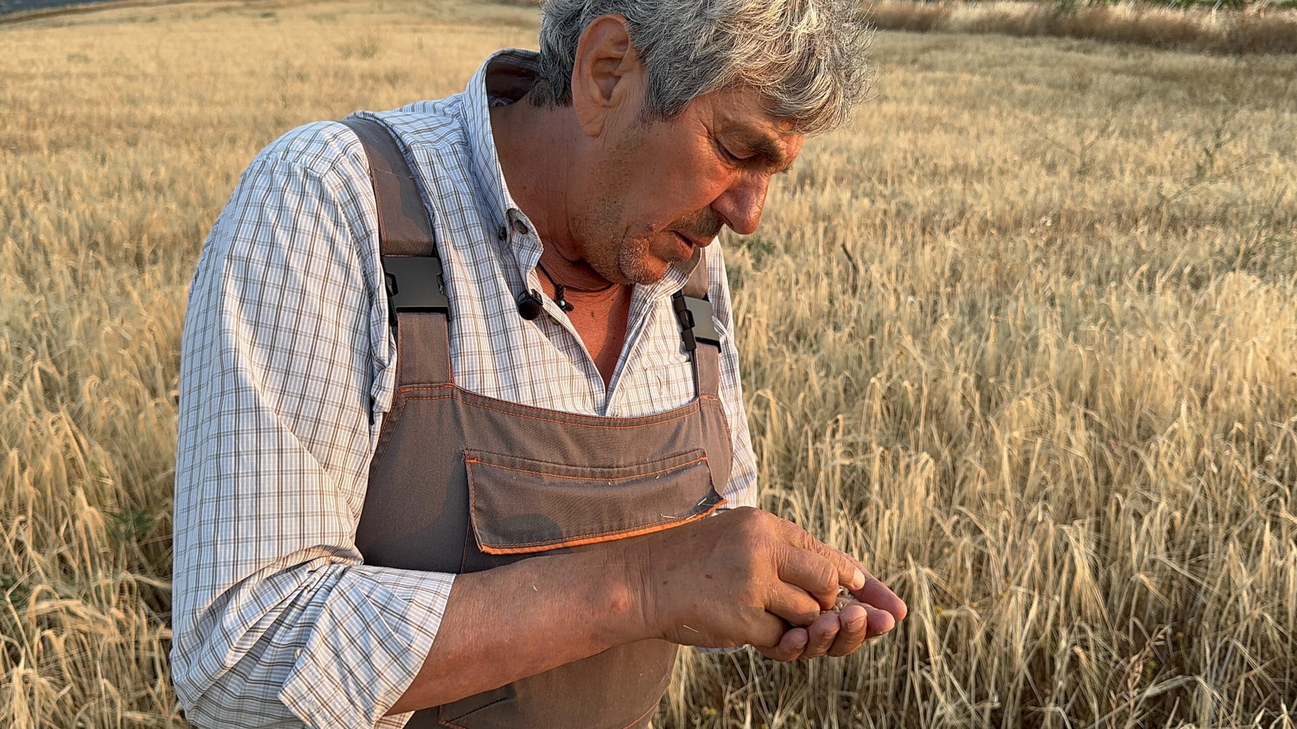 καλλιέργεια της Πτισάνης (Ptisani)