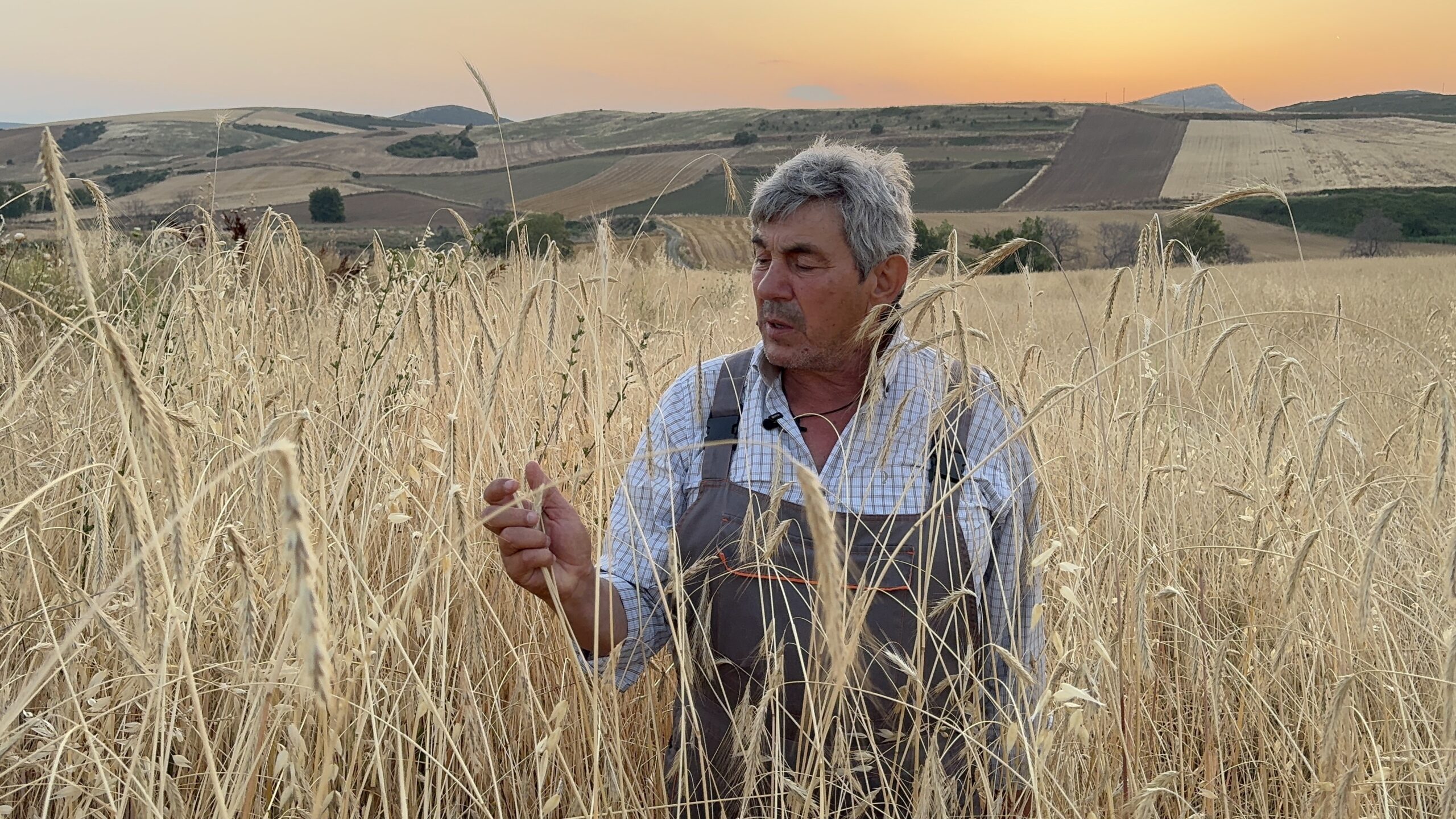 Σίκαλη Φθία (Διατηρητέα αβελτίωτη τοπική ποικιλία του αγροκτήματος)