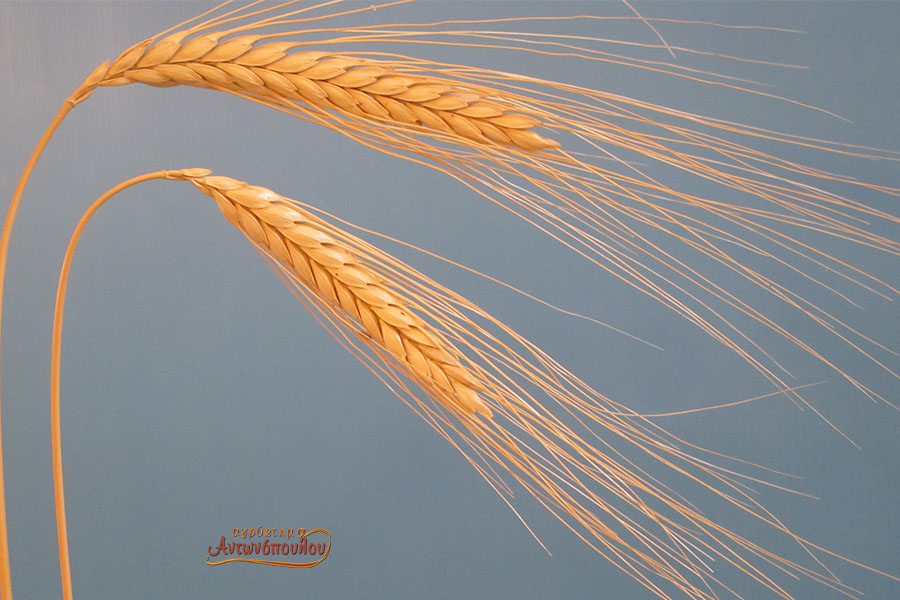 παρουσίαση τετραετούς έρευνας για τα δημητριακά του αγροκτήματος