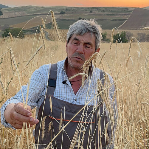 phthia Διατηρητέα αβελτίωτη τοπική ποικιλία σίκαλης PHTHIA / ΦΘΙΑ